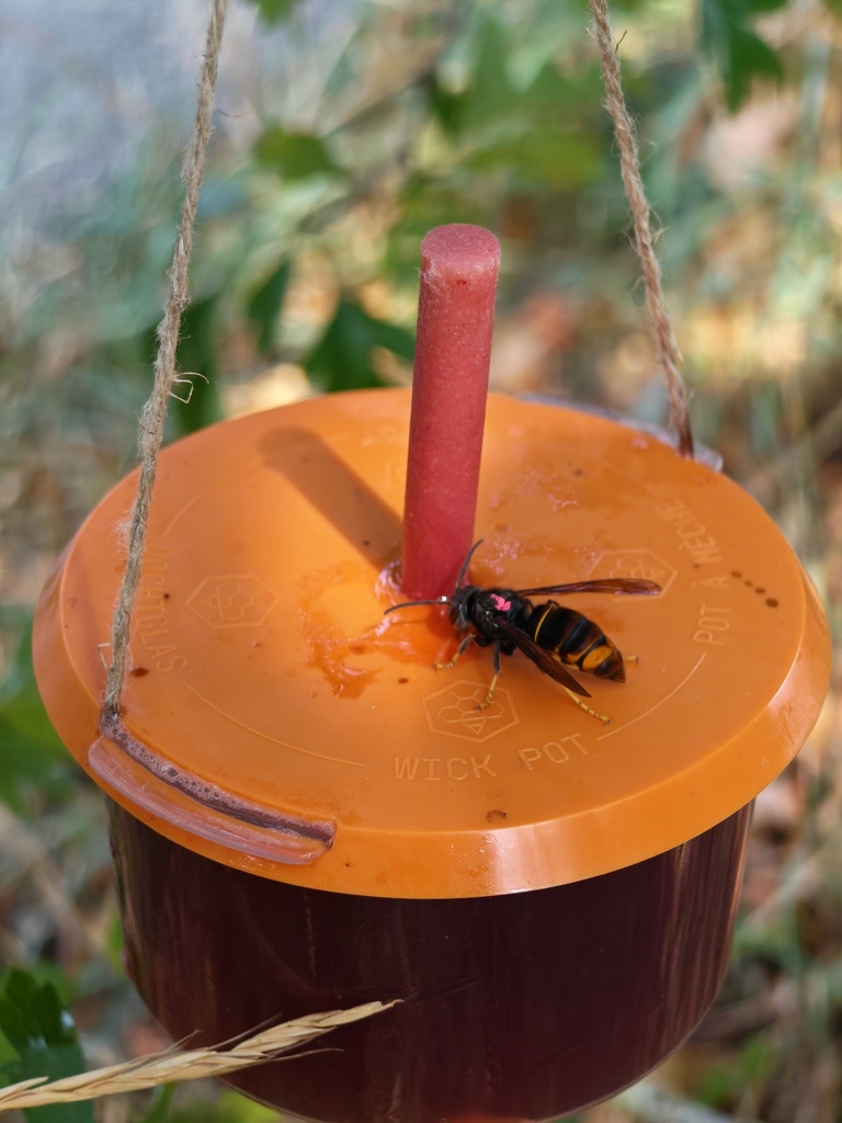Couvercle pour pot à mèche compatible avec piège GOOD4BEES